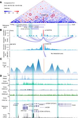 Three-Dimensional Genome Interactions Identify Potential Adipocyte Metabolism-Associated Gene STON1 and Immune-Correlated Gene FSHR at the rs13405728 Locus in Polycystic Ovary Syndrome